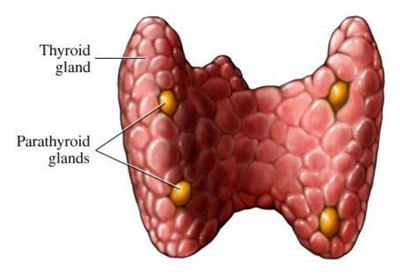 Parathyroid Glands